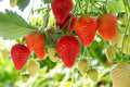 Ozark Beauty Strawberry Plants (25 Bare Root) – Everbearing Variety – Sweet & Juicy Berries – Hardy, Productive Garden Fruit