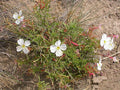 Oenothera pallida Seeds – Pale Evening Primrose Wildflower, 100 Non-GMO Seeds, Easy-to-Grow Native Plant for Garden & Pollinators