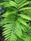 3 Sensitive Fern (Onoclea sensibilis) Bare Root Plants | Native Perennial Fern | Shade Garden Ground Cover | Moist Woodland