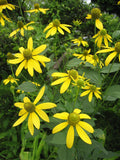 Rudbeckia laciniata ampla Seeds – Cutleaf Coneflower, Tall Native Wildflower, Pollinator-Friendly Garden Plant (50 Seeds)