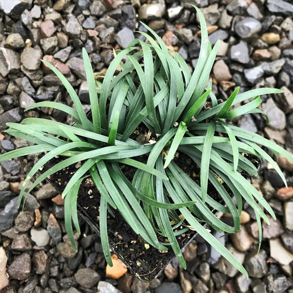 15 Mondo Grass Bare Root Plants – Evergreen Perennial Ground Cover for Lawn, Borders & Landscaping – Easy to Grow