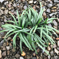15 Mondo Grass Bare Root Plants – Evergreen Perennial Ground Cover for Lawn, Borders & Landscaping – Easy to Grow