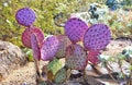 Santa Rita Purple Prickly Pear Cactus Pad | Opuntia Violacea | 1 Fresh Cutting | Rare Colorful Succulent | Easy to Root & Grow