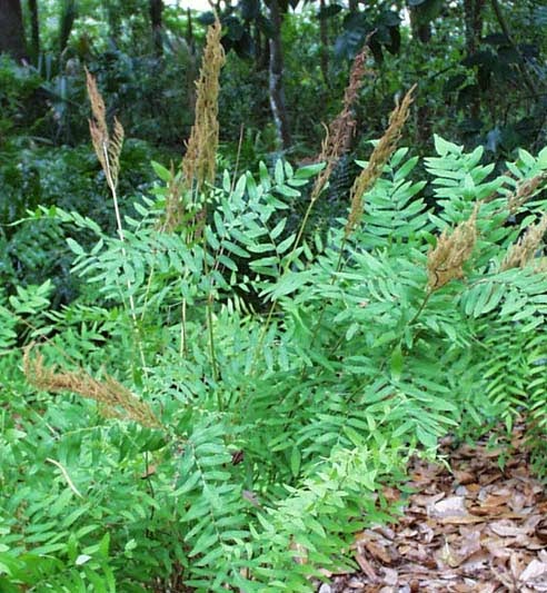 Live Royal Fern Plant - Osmunda regalis - Perennial Shade Fern in 3.5" Pot - Majestic Native Fern for Moist Woodland & Bog Gardens