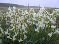Oxytropis sericea Seeds – Silky Locoweed, Native Perennial Legume, Drought-Tolerant Wildflower (25 Seeds)