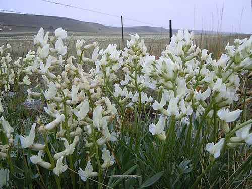 Oxytropis sericea Seeds – Silky Locoweed, Native Perennial Legume, Drought-Tolerant Wildflower (25 Seeds)