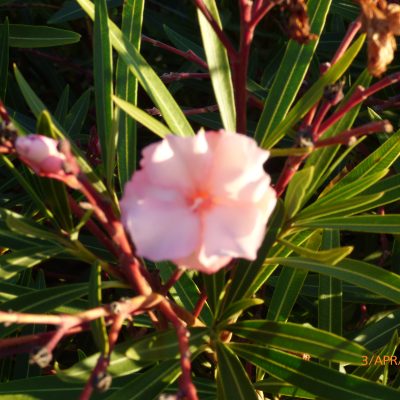Super Rare Oleander ‘Mrs. Roeding’ Cuttings – Nerium oleander Heirloom Variety – 5 Fresh Cuttings for Rooting or Grafting