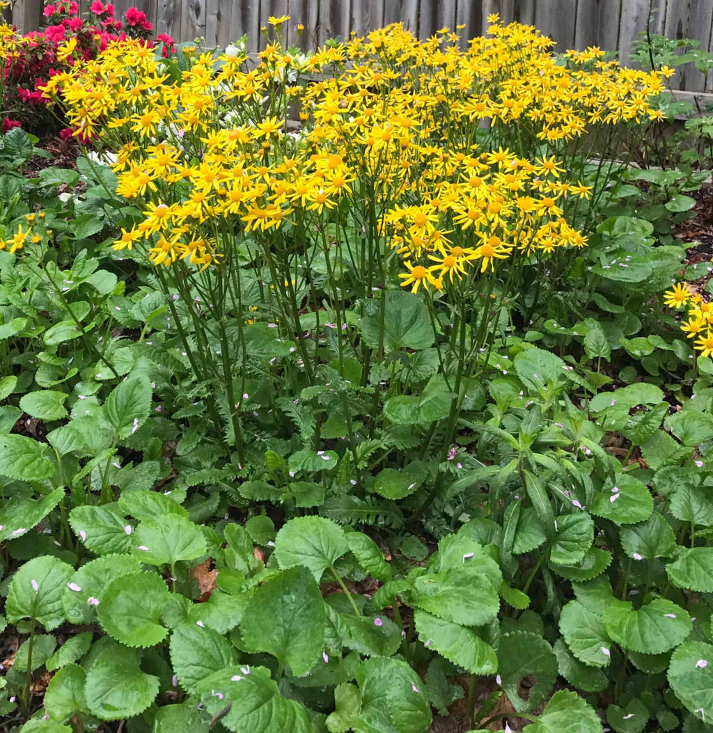100 Packera aurea Seeds | Golden Ragwort | Native Perennial Wildflower | Early Spring Pollinator & Meadow Plant