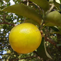 Palestine Sweet Lemon Cuttings (Citrus limetta) 6–8 Inch Unrooted – For Rooting or Grafting, Mild & Sweet Organic Citrus