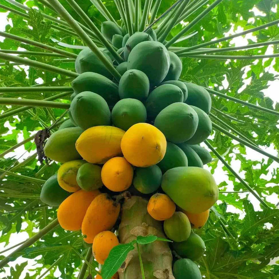 Red Lady Papaya Plant – Carica papaya ‘Red Lady’ – Dwarf Tropical Fruit Tree – Live Starter Plant – Self-Fertile, Fast Growing