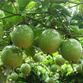 Yellow Passion Fruit Live Plant | Passiflora edulis f. flavicarpa | 1 Starter Vine | Sweet Tropical Fruit | Fast-Growing Climber