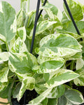 Pearls and Jade Pothos Rooted Live Plant | Epipremnum Aureum Variegated | 2" Pot Indoor Vine | Easy Care Houseplant Starter