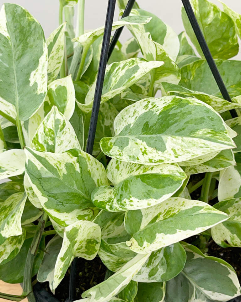 Pearls and Jade Pothos Rooted Live Plant | Epipremnum Aureum Variegated | 2" Pot Indoor Vine | Easy Care Houseplant Starter