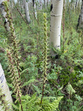 Pedicularis procera Seeds – Giant Lousewort, Rare Perennial Wildflower, Alpine Nitrogen-Fixing Plant (100 Seeds)