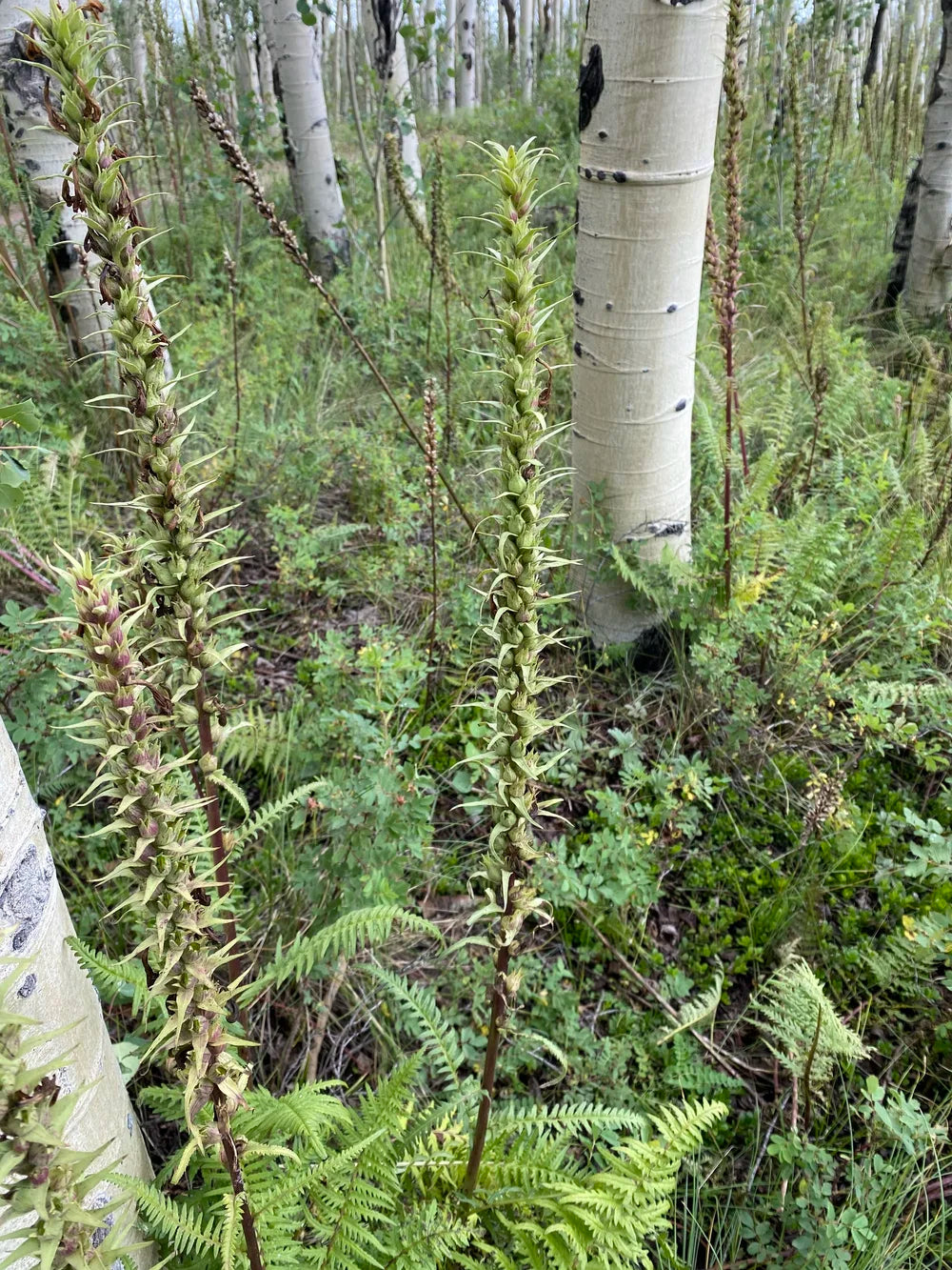 Pedicularis procera Seeds – Giant Lousewort, Rare Perennial Wildflower, Alpine Nitrogen-Fixing Plant (100 Seeds)