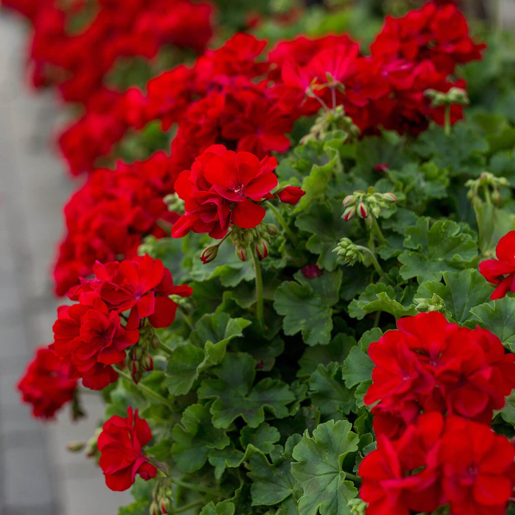 Geranium Double Red Cuttings | 4 Fresh Unrooted Pelargonium Starts | Non-GMO Garden Flowers