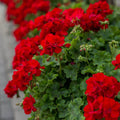 Geranium Double Red Cuttings | 4 Fresh Unrooted Pelargonium Starts | Non-GMO Garden Flowers