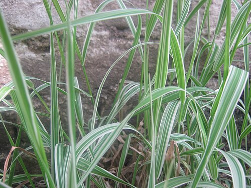 Live Variegated Ribbon Grass – Phalaris arundinacea Bare Root, Ornamental Grass, Hardy Perennial, Ground Cover, Pond Edge Plant