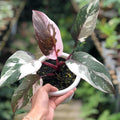 Philodendron ‘Red Anderson Princess’ Live Plant 3–5" Tall Bareroot | Rare Variegated Aroid | Indoor Tropical Houseplant