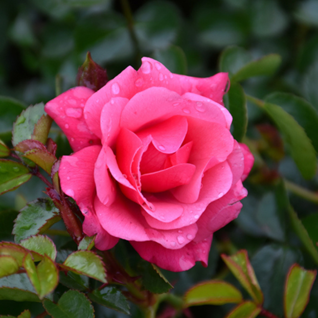Rare Flower Carpet Pink Rose Cuttings (3 Unrooted) – Rosa ‘Flower Carpet Pink’ Groundcover Rose for Rooting & Grafting