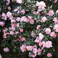 Pink Snow Camellia Sasanqua Starter Plant – Live Bareroot Shrub (Camellia sasanqua ‘Pink Snow’) – Fall-Winter Blooming Evergreen