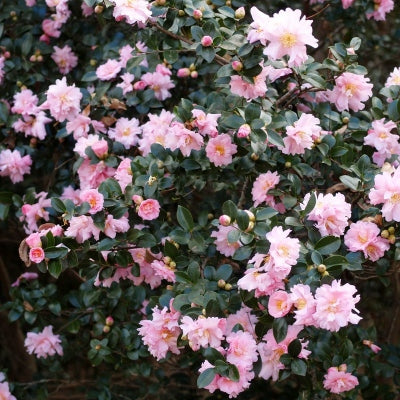 Pink Snow Camellia Sasanqua Starter Plant – Live Bareroot Shrub (Camellia sasanqua ‘Pink Snow’) – Fall-Winter Blooming Evergreen