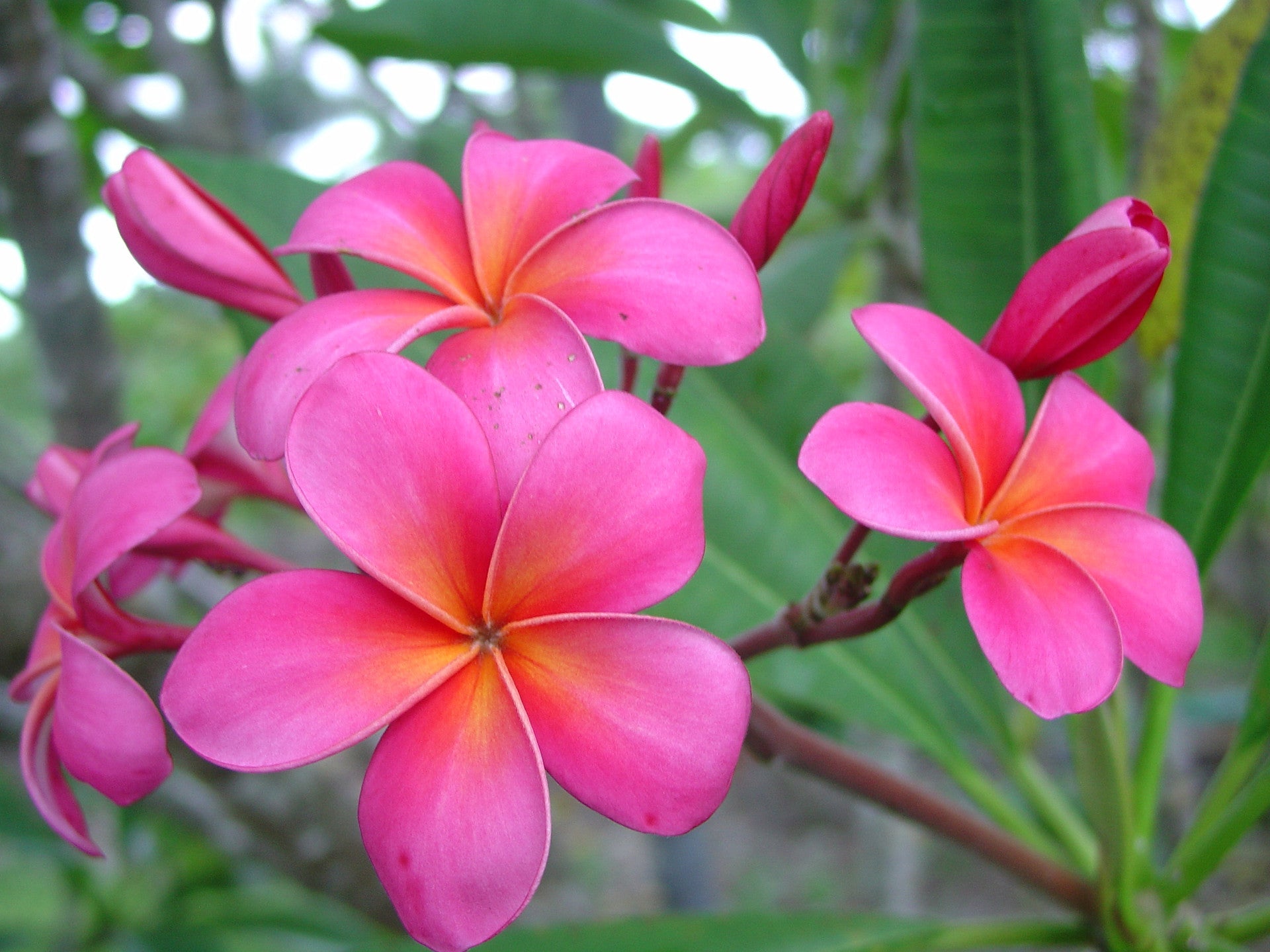 Pink Plumeria Cutting | 1 Fresh 10" Double Head Unrooted Starter | Fragrant Tropical Flower Tree