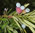 Bare Root Yew Podocarpus Macrophyllus Live Plant – Buddhist Pine / Japanese Yew – Evergreen Hedge, Screen, Landscape Shrub