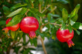 Red Wonderful Pomegranate Cutting (Punica granatum) – 6–8” Unrooted Cutting for Rooting, Propagation, or Grafting – Classic Sweet-Red Variety