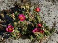 Paraguayan Purslane – Portulaca amilis Root Cuttings, Kiss Me Quick, Moss Rose, Hardy Succulent Ground Cover Flower