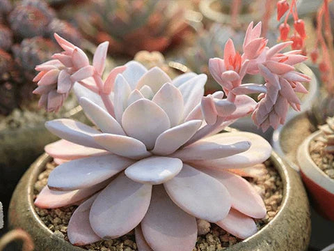 Echeveria laui – Rare Powdery Succulent Plant | Live Bare Root 2–3 Inch | Silver Blue Echeveria for Home or Garden