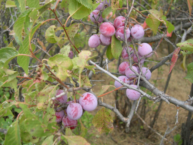 Wild Plum Cuttings (12 Unrooted) – Native Fruit Tree Starter – Prunus Americana – Hardy, Edible, Easy to Root – Grow Your Own Plum Tree