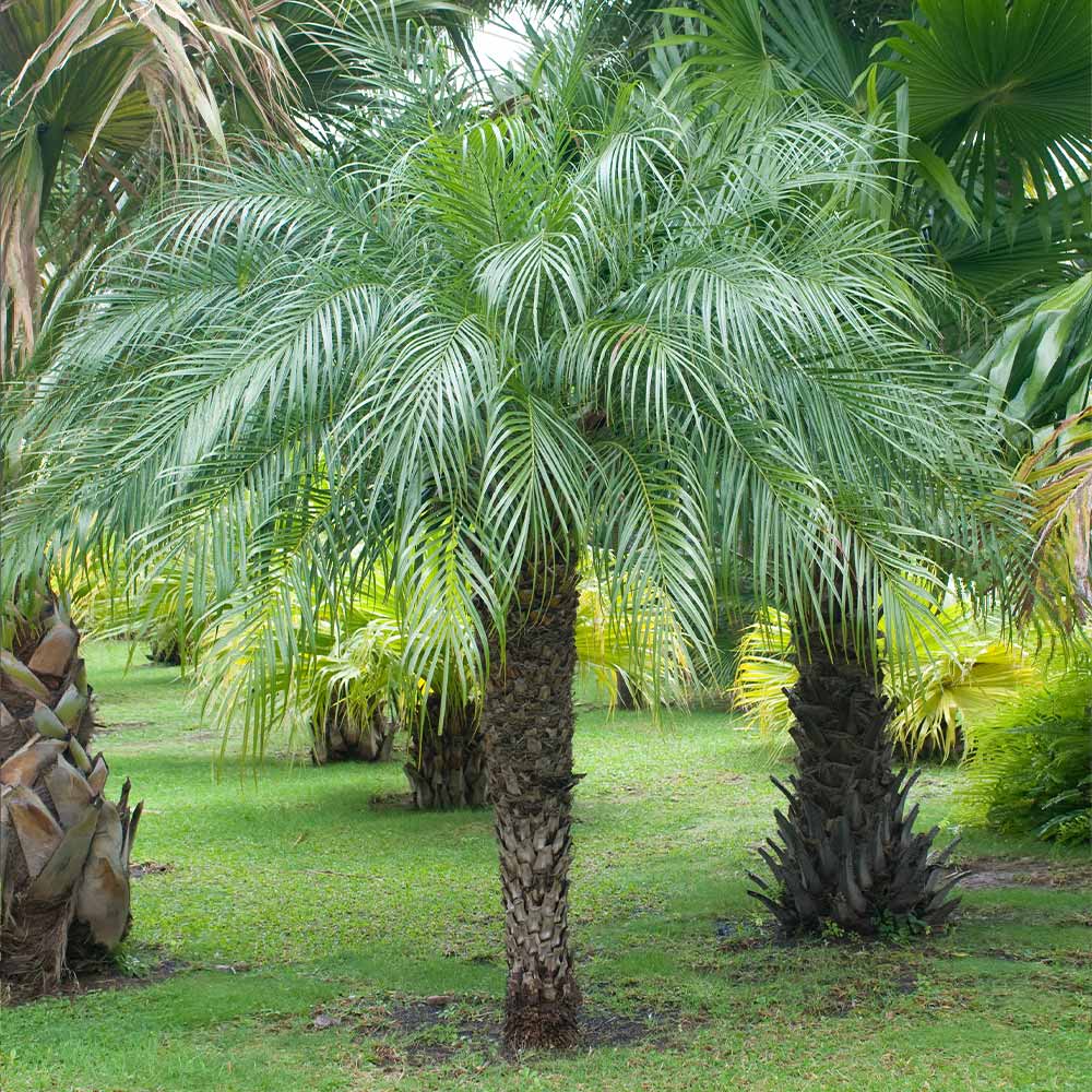 5 Pygmy Date Palm Seedlings (Phoenix roebelenii) | 3–5" Starter Plants | Dwarf Palm | Tropical Landscape | Indoor or Outdoor