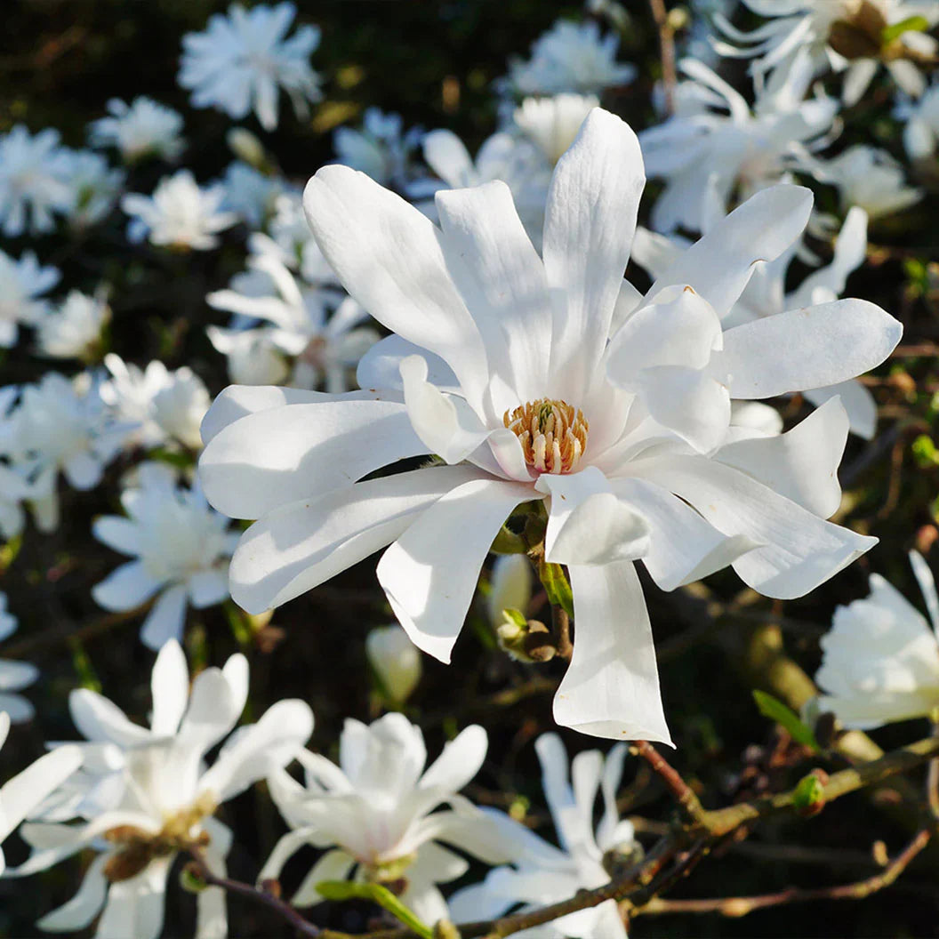 Star Magnolia Tree (Magnolia stellata) – Live Bare Root Plant 6–12” | White Flowering Shrub | Hardy Ornamental Bush for Landscaping