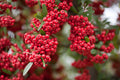 Rare Scarlet Firethorn Cuttings – Pyracantha coccinea – 5 Fresh Cuttings for Rooting or Grafting | Red Berry Hedge Plant
