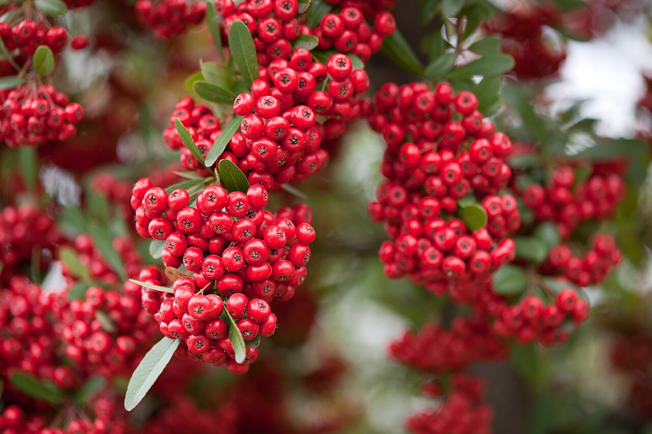 Rare Scarlet Firethorn Cuttings – Pyracantha coccinea – 5 Fresh Cuttings for Rooting or Grafting | Red Berry Hedge Plant