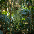 Rhipsalis Agudoensis Cuttings - 5 Orchid Cactus Cuttings - 4 Inches Each - Full Sun Indoor Plant