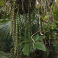 Rhipsalis Cuttings 4 Pack - Barra do Sul, Pinkish Berries - Rhipsalis spp. - 5 Inch Length