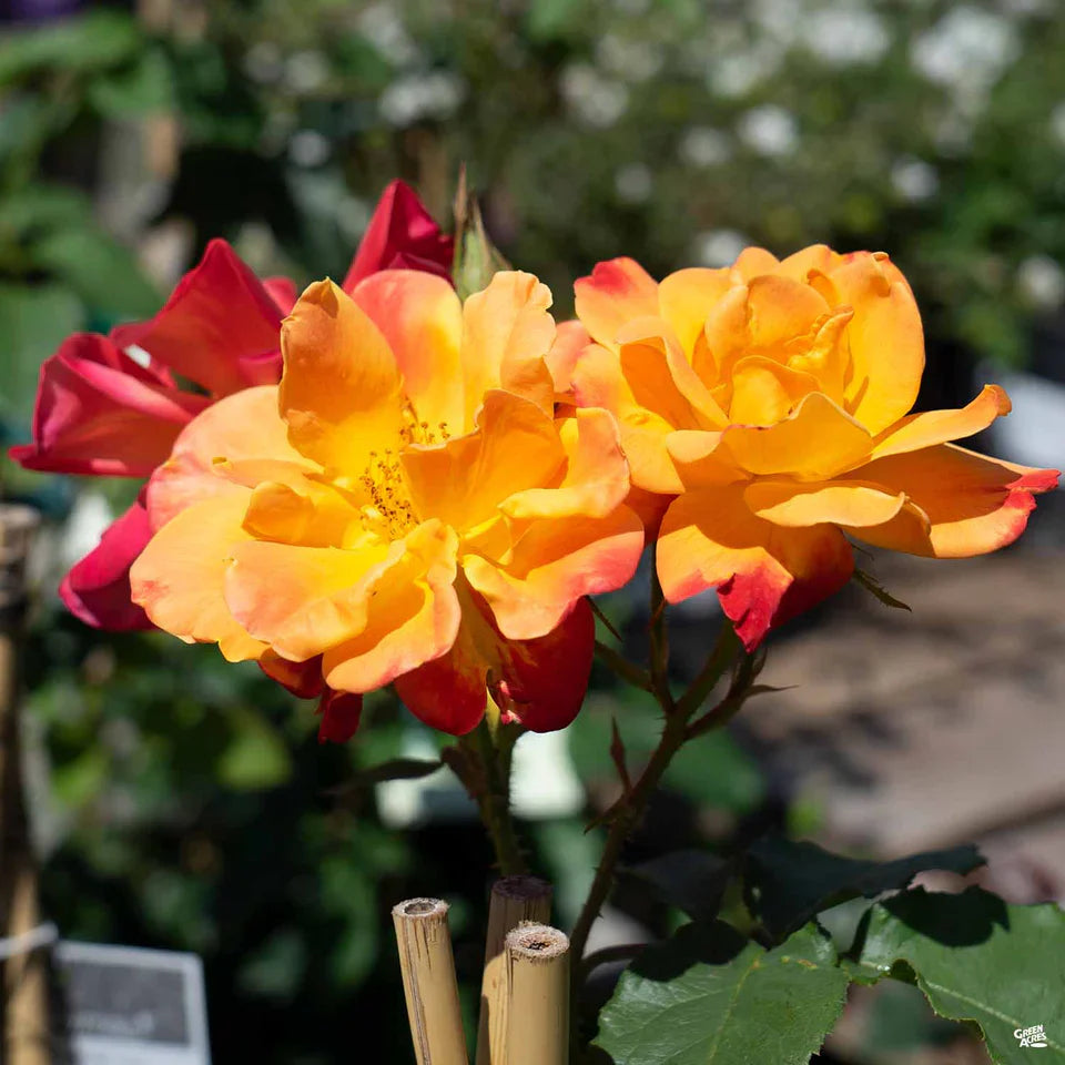 Super Rare ‘Joseph’s Coat’ Climbing Rose Cuttings (Rosa ‘Joseph’s Coat’) – 3 Unrooted Cuttings for Rooting, Propagation, or Grafting