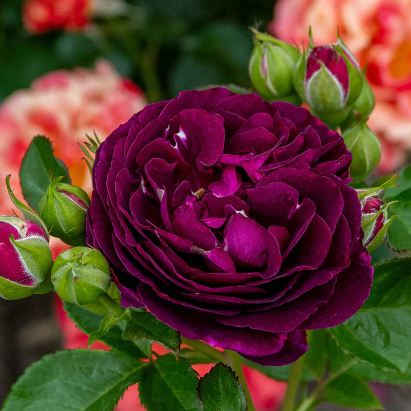 Super Rare Twilight Zone Rose Cuttings (3 Unrooted) – Rosa ‘Twilight Zone’ Deep Purple Rose for Rooting & Grafting