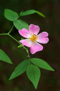 Rosa setigera Seeds – Illinois Rose Wildflower, 30 Non-GMO Perennial Seeds, Native Pollinator Garden & Meadow Plant
