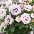Super Rare Eyes for You Rose Cuttings (3 Unrooted) – Rosa ‘Eyes for You’ Lavender & Purple Eye Rose for Rooting & Grafting