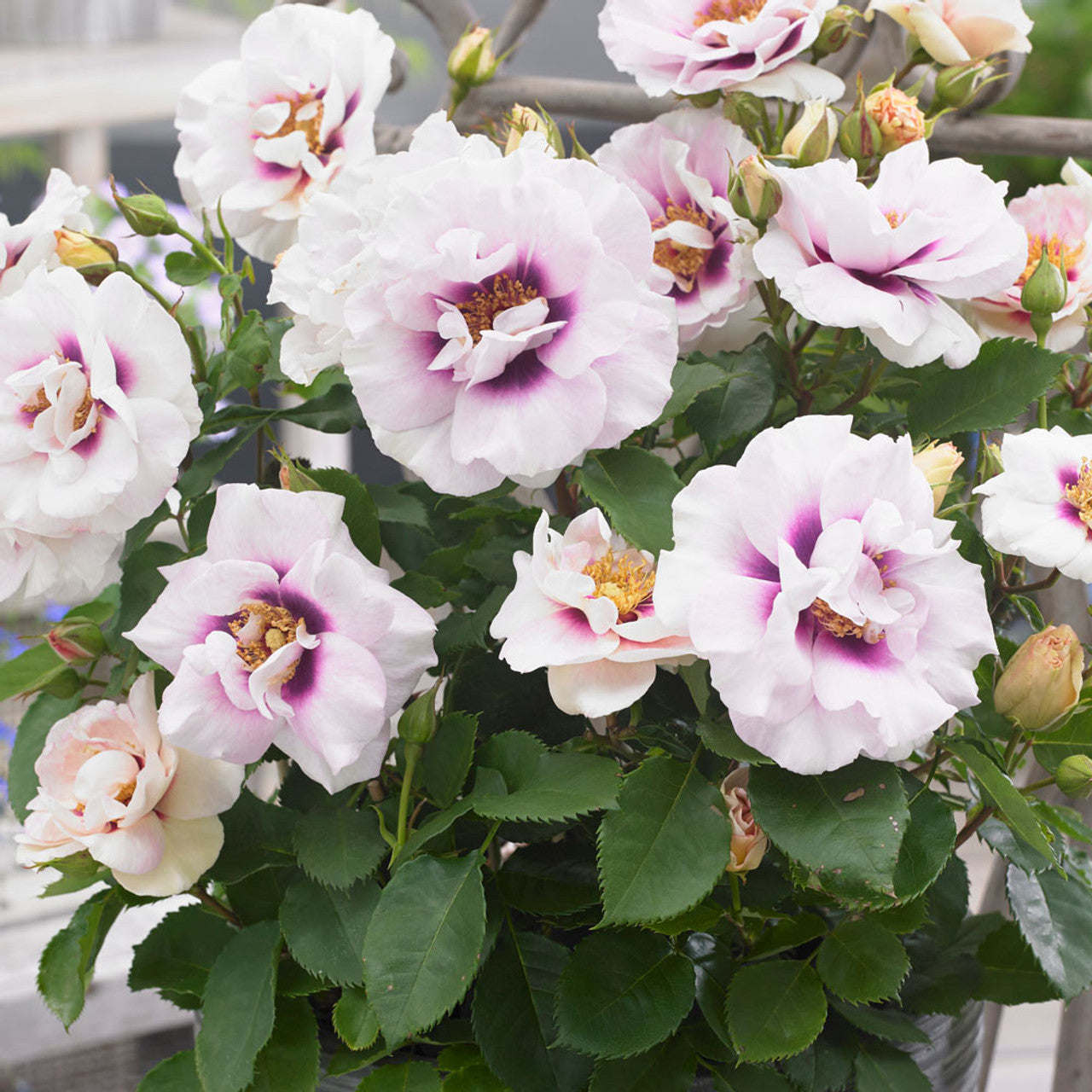 Super Rare Eyes for You Rose Cuttings (3 Unrooted) – Rosa ‘Eyes for You’ Lavender & Purple Eye Rose for Rooting & Grafting