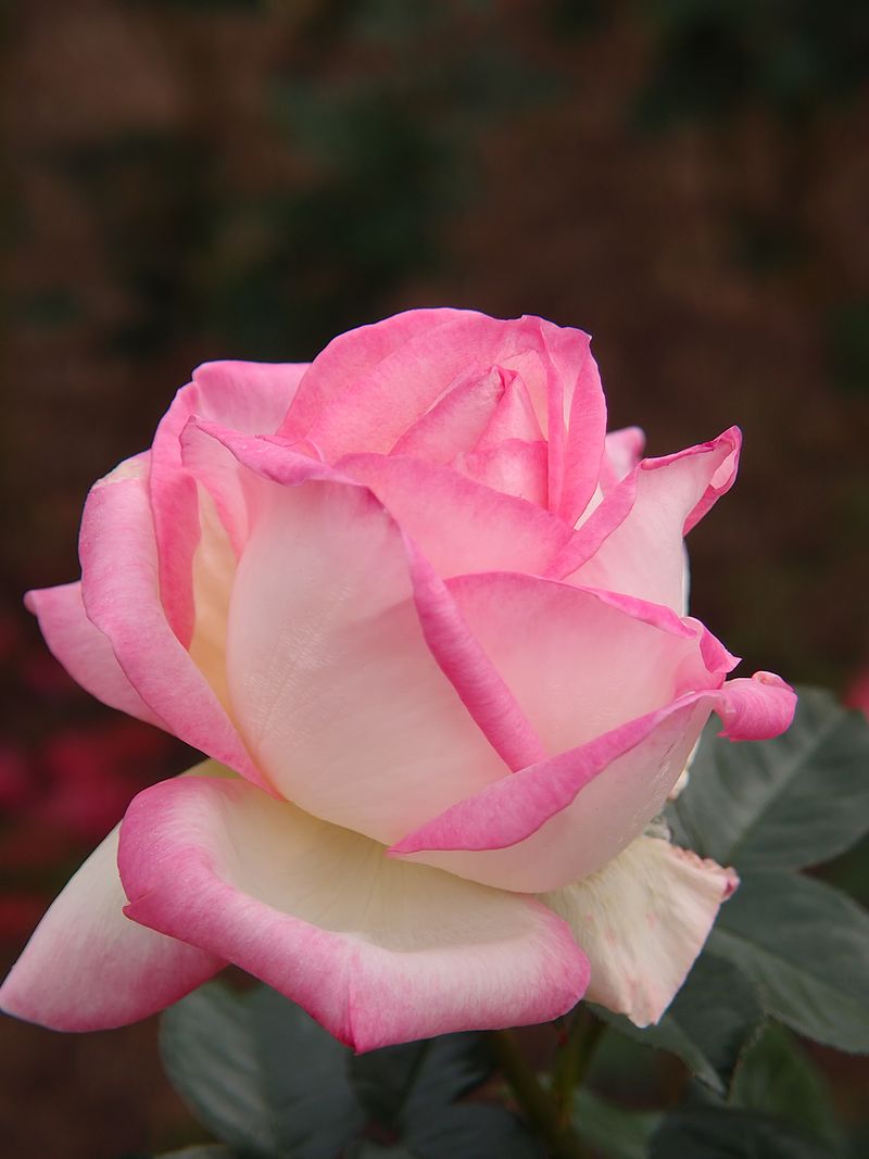 1 Grace de Monaco Rose Bush | Live Bare Root Starter Plant | Elegant Hybrid Tea Rose – Blush-Pink Fragrant Blooms