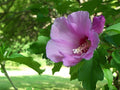 5 Rose of Sharon Bare Root Plants | Hibiscus syriacus Starter Shrubs | Hardy Perennial Flowering Bush | Live Garden Plants