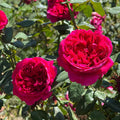 Super Rare Rouge Royal Red Rose Cuttings – 3 Unrooted Cuttings for Rooting or Grafting | Rosa ‘Rouge Royal’ Strongly Fragrant Rose
