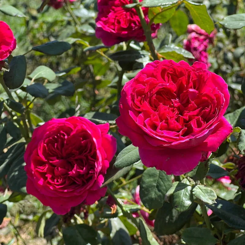 Super Rare Rouge Royal Red Rose Cuttings – 3 Unrooted Cuttings for Rooting or Grafting | Rosa ‘Rouge Royal’ Strongly Fragrant Rose