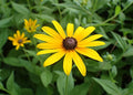 3 Black-Eyed Susan Plants | Bare Root | Bright Yellow Flowers | Rudbeckia hirta | Perennial Wildflower | Pollinator-Friendly Garden