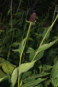 Rudbeckia occidentalis Seeds – Western Coneflower, Native Perennial Wildflower, Pollinator-Friendly Prairie Plant (75 Seeds)