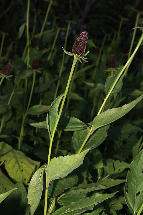 Rudbeckia occidentalis Seeds – Western Coneflower, Native Perennial Wildflower, Pollinator-Friendly Prairie Plant (75 Seeds)
